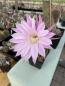 Preview: Echinopsis daydream lila